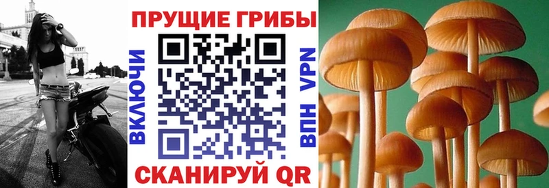 Псилоцибиновые грибы Psilocybine cubensis  Тольятти 